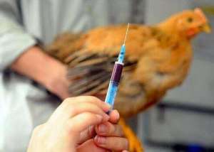 浙江1月人感染H7N9禽流感死亡11例 活禽交易市场关闭