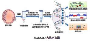 PNAS刊发北京大学团队“植入前胚胎遗传学诊断新方法”