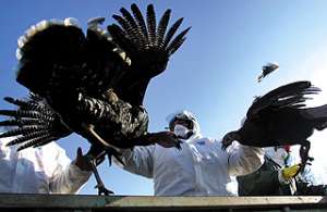 澳门2017年首次检出活禽带H7亚型禽流感病毒