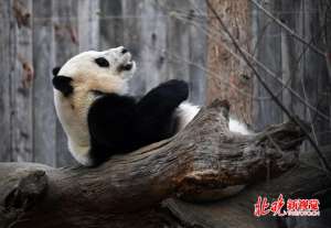 大熊猫为什么只有“黑白照片”？ 终于有人给出合理解释了