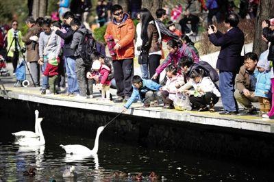 4月6日，北京动物园水禽湖，投喂水禽的游客与孩子。新京报记者李飞摄